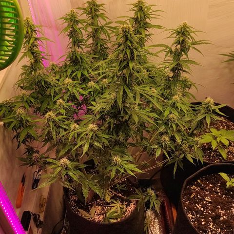 Супер Лемон хайнз  growlog timeline photo