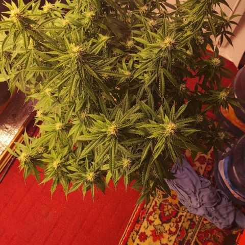 Супер Лемон хайнз  growlog timeline photo