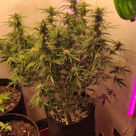 Супер Лемон хайнз  growlog timeline photo