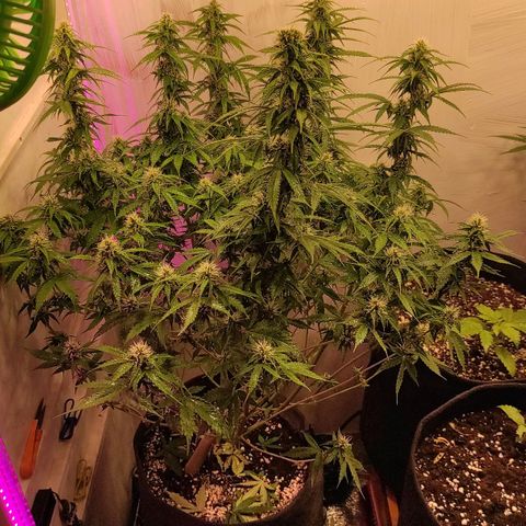 Супер Лемон хайнз  growlog timeline photo