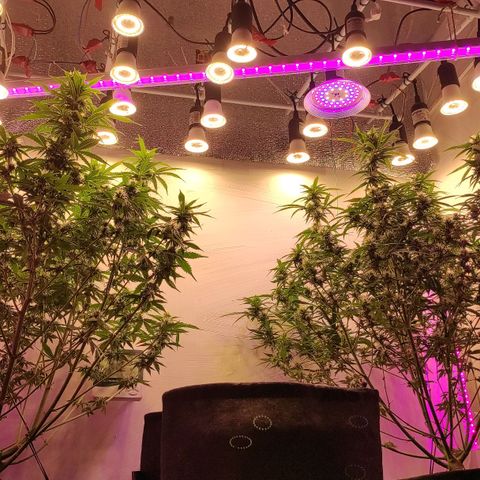 Супер Лемон хайнз  growlog timeline photo