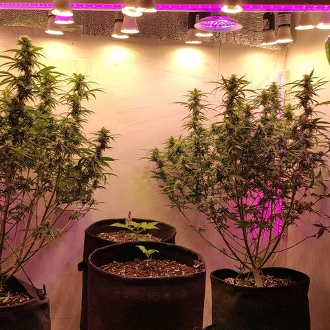 Супер Лемон хайнз  growlog timeline photo