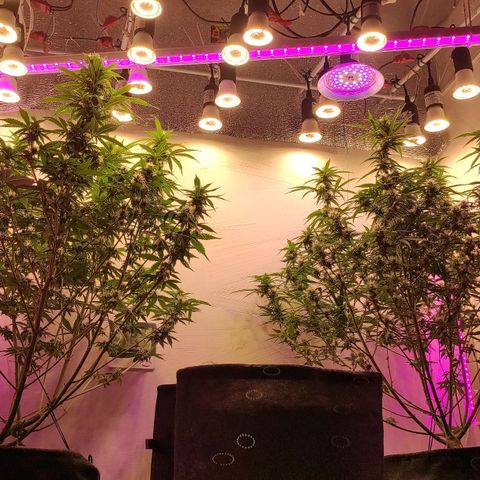 Супер Лемон хайнз  growlog timeline photo