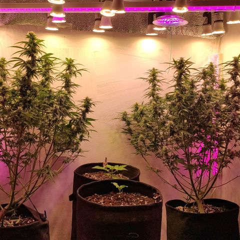 Супер Лемон хайнз  growlog timeline photo