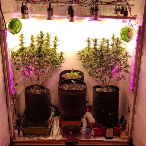 Супер Лемон хайнз  growlog timeline photo