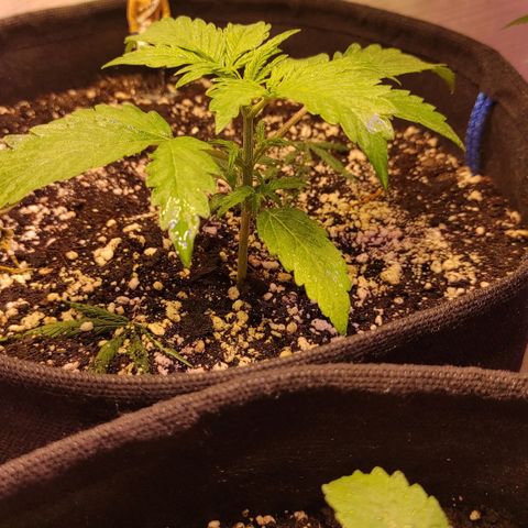 Супер Лемон хайнз  growlog timeline photo