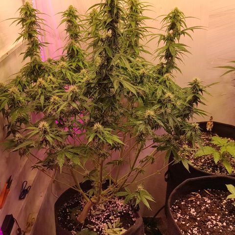 Супер Лемон хайнз  growlog timeline photo