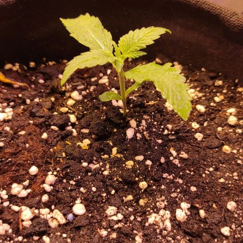 Супер Лемон хайнз  growlog timeline photo