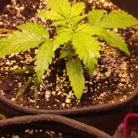 Супер Лемон хайнз  growlog timeline photo