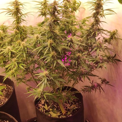 Супер Лемон хайнз  growlog timeline photo