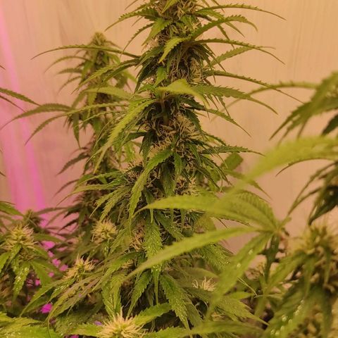 Супер Лемон хайнз  growlog timeline photo