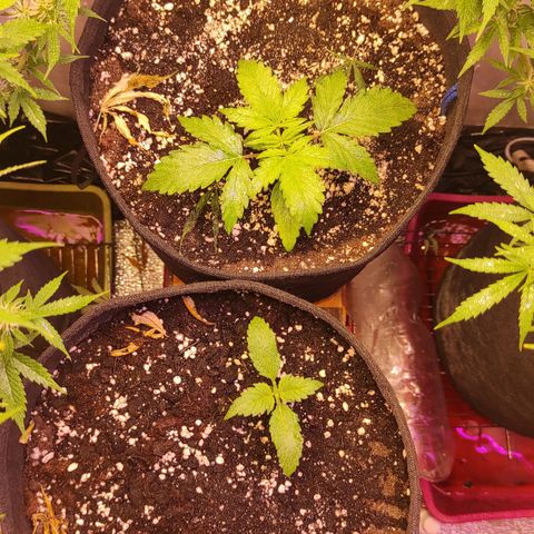 Супер Лемон хайнз  growlog timeline photo