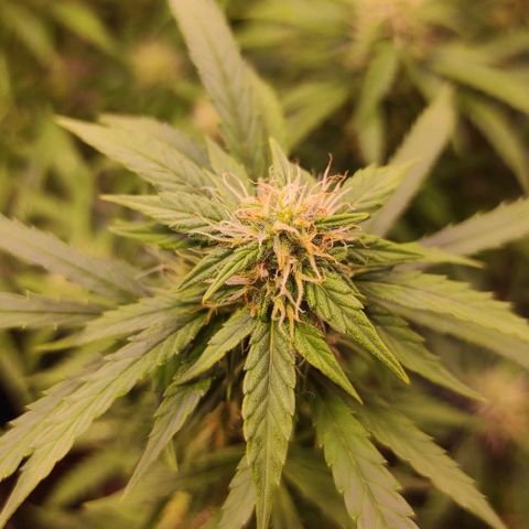 Супер Лемон хайнз  growlog timeline photo
