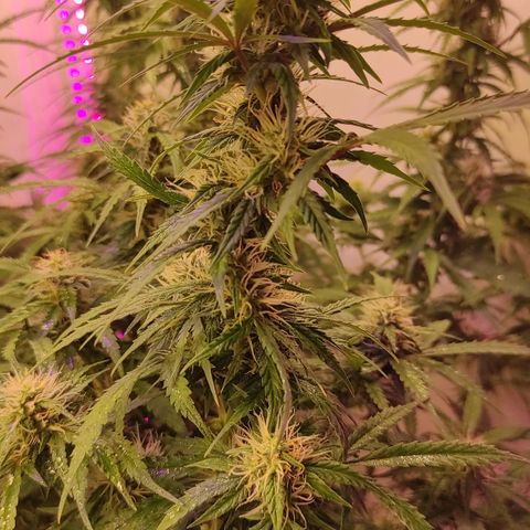 Супер Лемон хайнз  growlog timeline photo