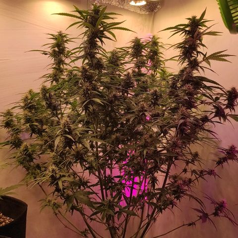 Супер Лемон хайнз  growlog timeline photo