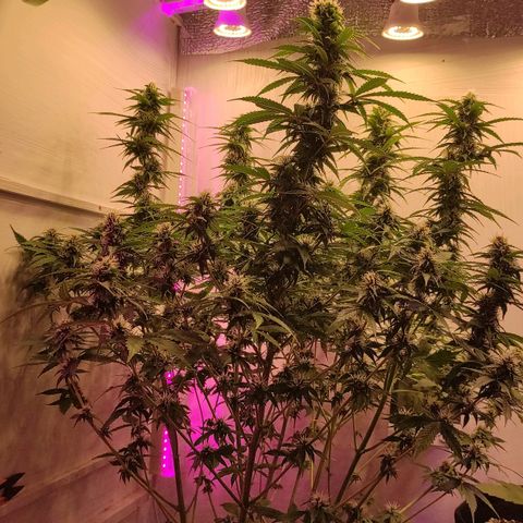 Супер Лемон хайнз  growlog timeline photo