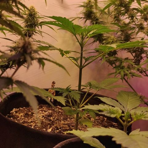 Супер Лемон хайнз  growlog timeline photo