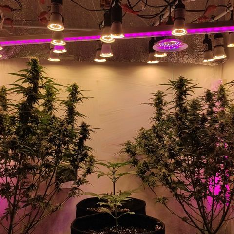 Супер Лемон хайнз  growlog timeline photo