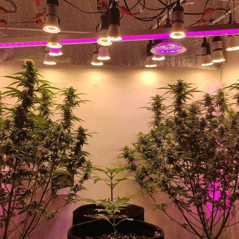 Супер Лемон хайнз  growlog timeline photo