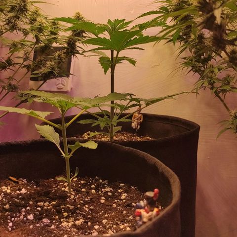 Супер Лемон хайнз  growlog timeline photo