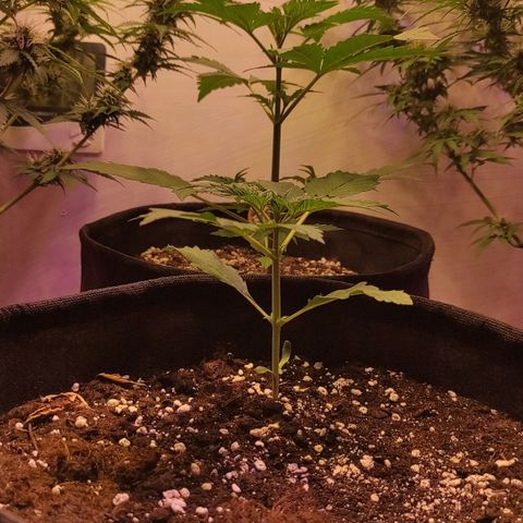 Супер Лемон хайнз  growlog timeline photo