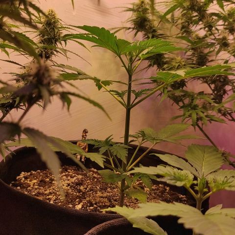 Супер Лемон хайнз  growlog timeline photo