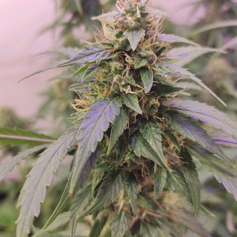 Горила авто  growlog timeline photo