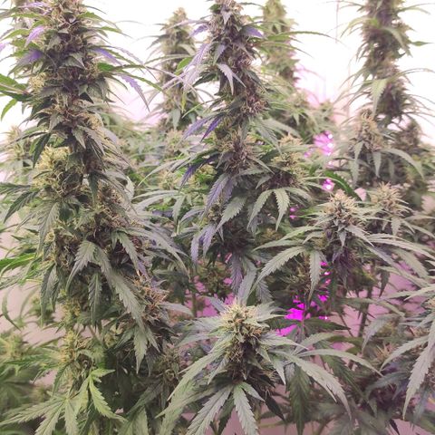 Горила авто  growlog timeline photo