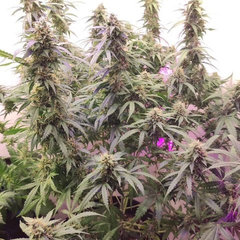 Горила авто  growlog timeline photo