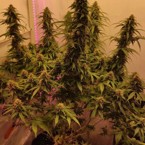 Горила авто  growlog timeline photo