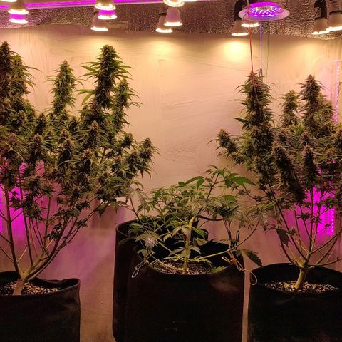 Супер Лемон хайнз  growlog timeline photo