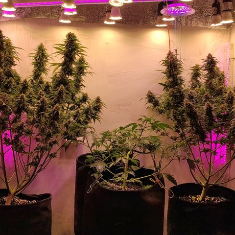 Супер Лемон хайнз  growlog timeline photo