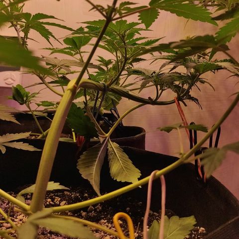 Супер Лемон хайнз  growlog timeline photo
