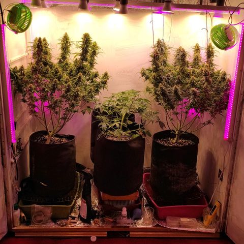 Супер Лемон хайнз  growlog timeline photo