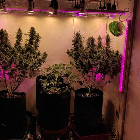 Супер Лемон хайнз  growlog timeline photo