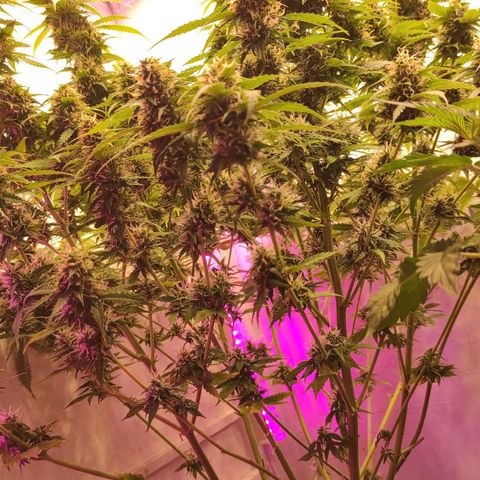 Супер Лемон хайнз  growlog timeline photo