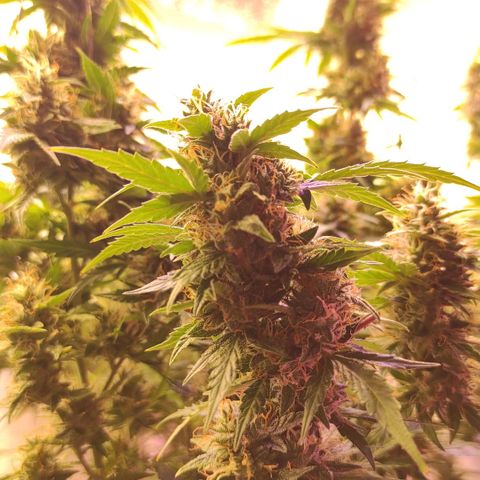 Супер Лемон хайнз  growlog timeline photo