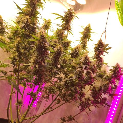 Супер Лемон хайнз  growlog timeline photo