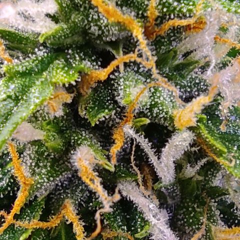 Горила авто  growlog timeline photo