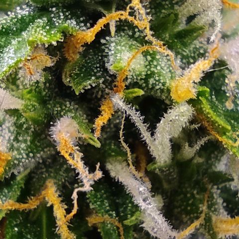 Горила авто  growlog timeline photo