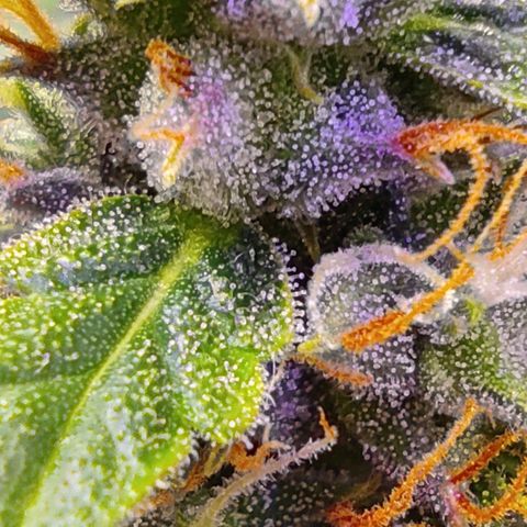 Горила авто  growlog timeline photo