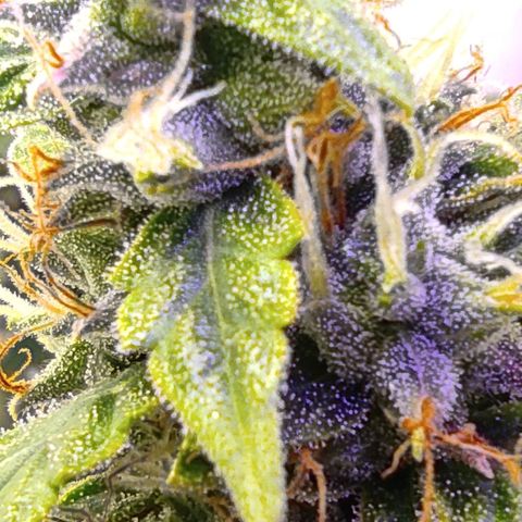 Горила авто  growlog timeline photo