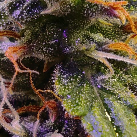 Горила авто  growlog timeline photo