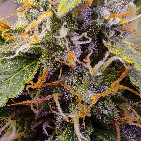 Горила авто  growlog timeline photo