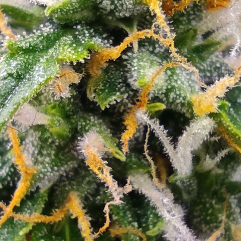 Горила авто  growlog timeline photo