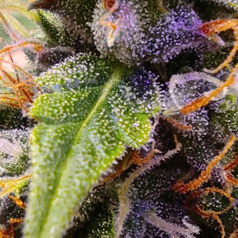 Горила авто  growlog timeline photo