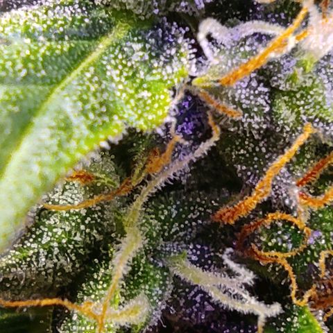 Горила авто  growlog timeline photo