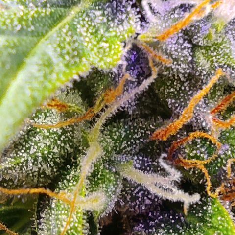 Горила авто  growlog timeline photo