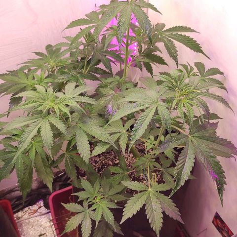 Супер Лемон хайнз  growlog timeline photo