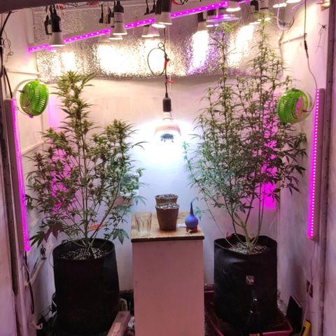Супер Лемон хайнз  growlog timeline photo